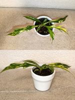 Philodendron Tortum Variegata