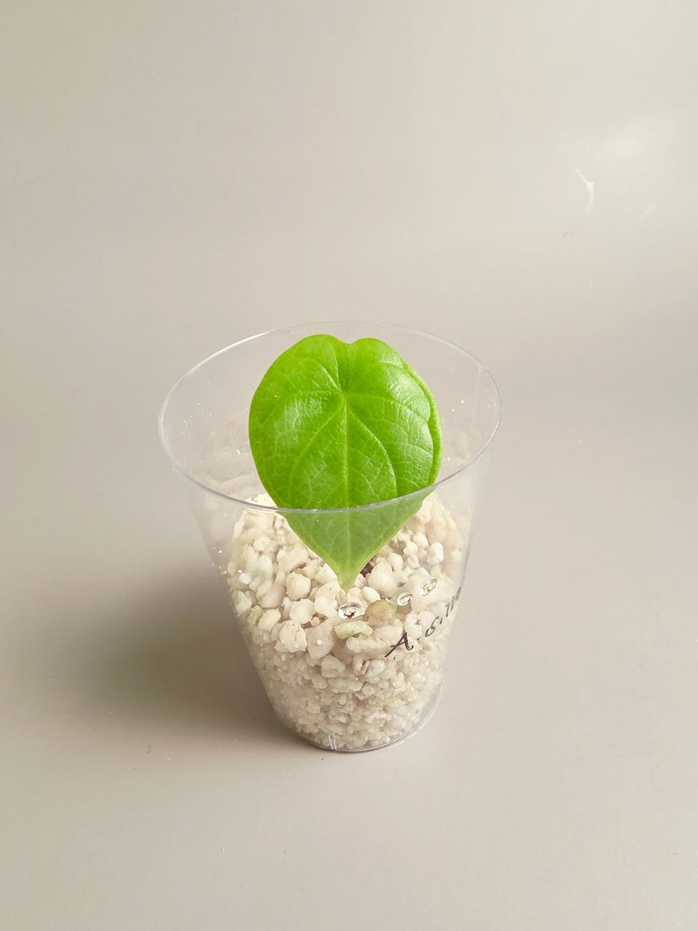 Piante & sementi: Alocasia silver dragon – Nuovo (secondo la descrizione) da Gerolfingen venduto da Azora