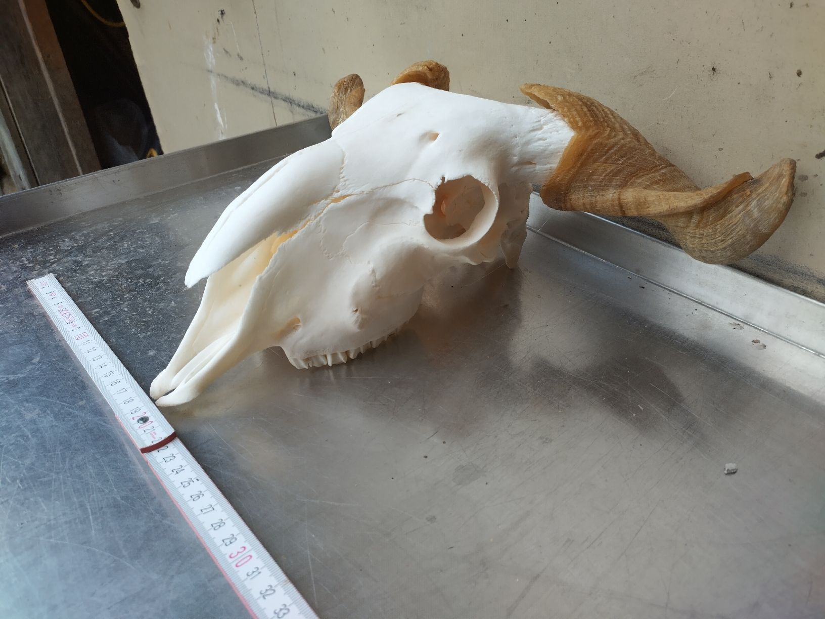 Monde des animaux: Schafschädel – D'occasion à Wettingen par Bwalti 1