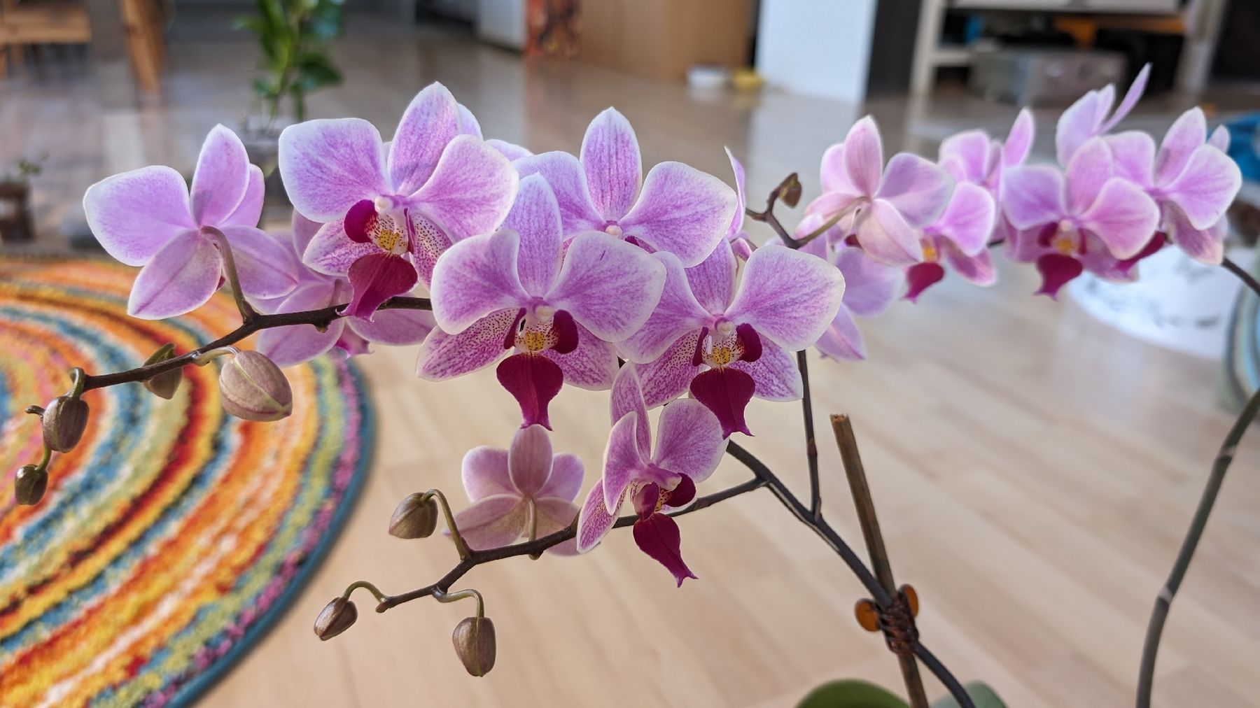 Piante & sementi: Phalaenopsis Orchidee Pinke Blüte – Usato da Untervaz venduto da Lyraia 4