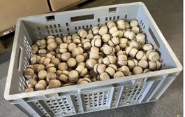 Holzsteinpilze grosse Kiste ab 1.-