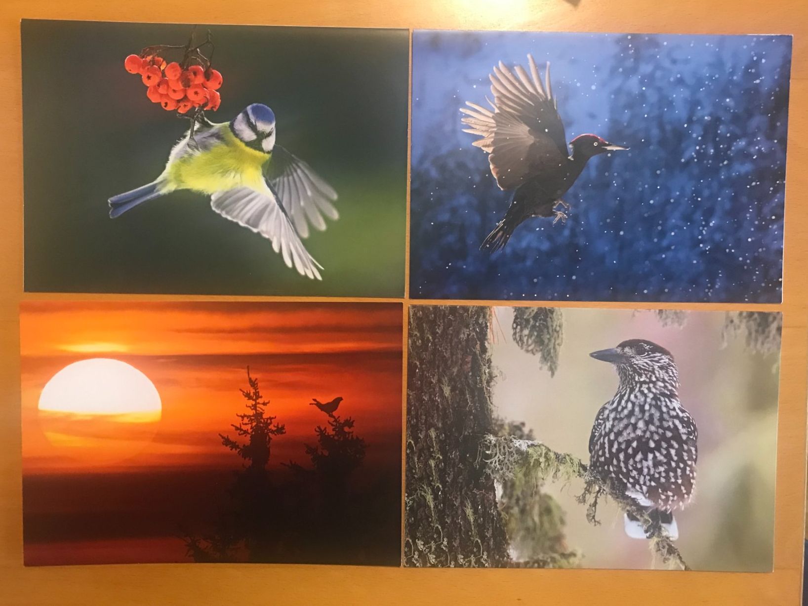 Cartoline postali: 4x Grusskarten Vogelwarte Vögel im Wald – Usato da Luzern venduto da mey_s13