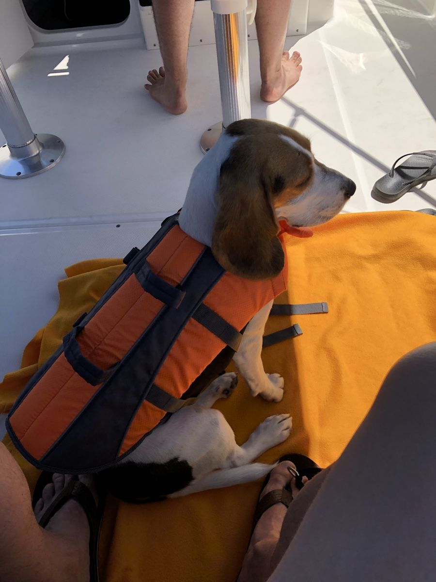Schwimmwesten: Hunde-Schwimmweste – Neu (gemäss Beschreibung) aus Hagendorn von huerli333 1