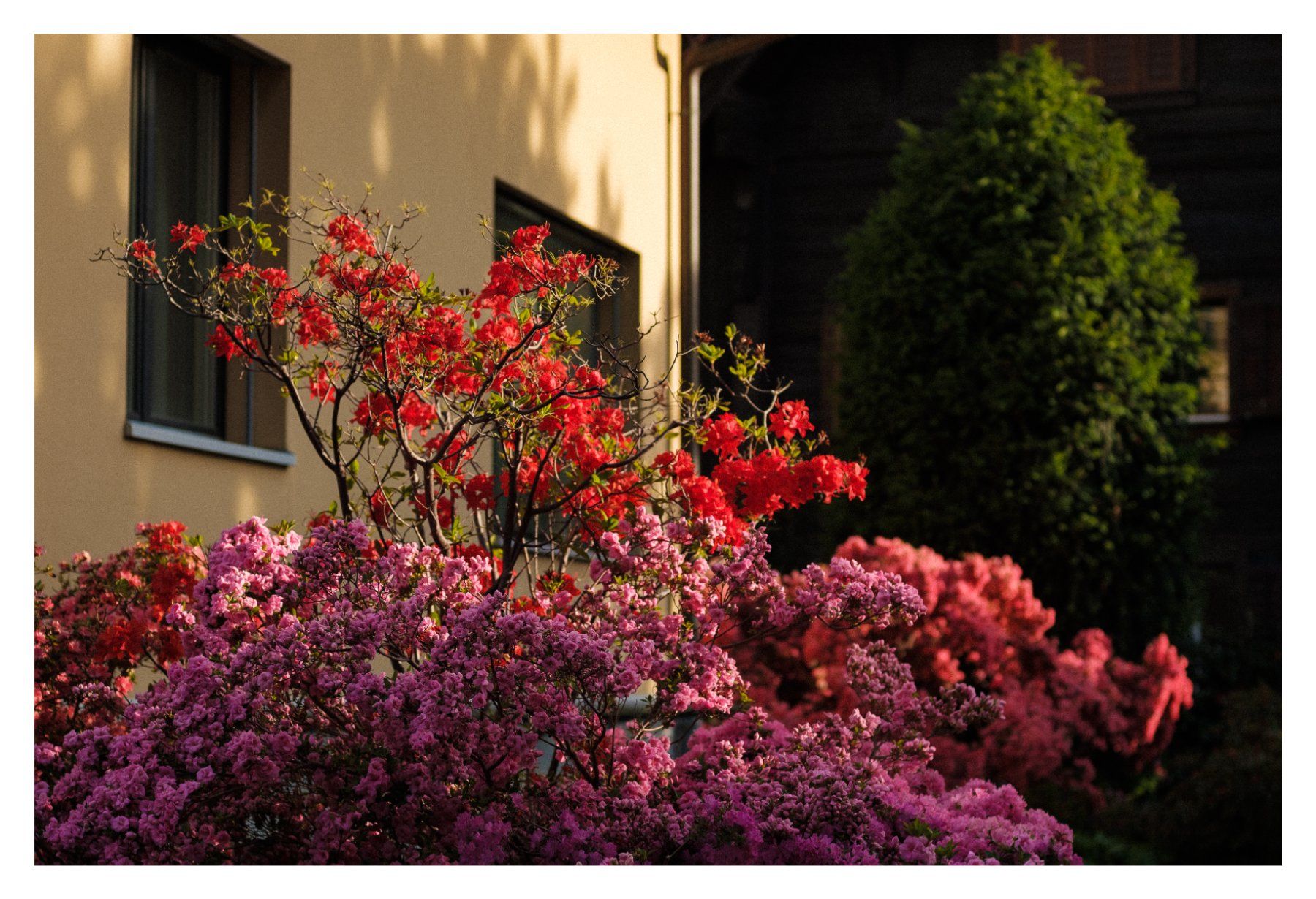 Canon Obiettivi: Canon FD 50mm F1.8 SC – Usato da Oberwil b. Zug venduto da adi_r8nm 6