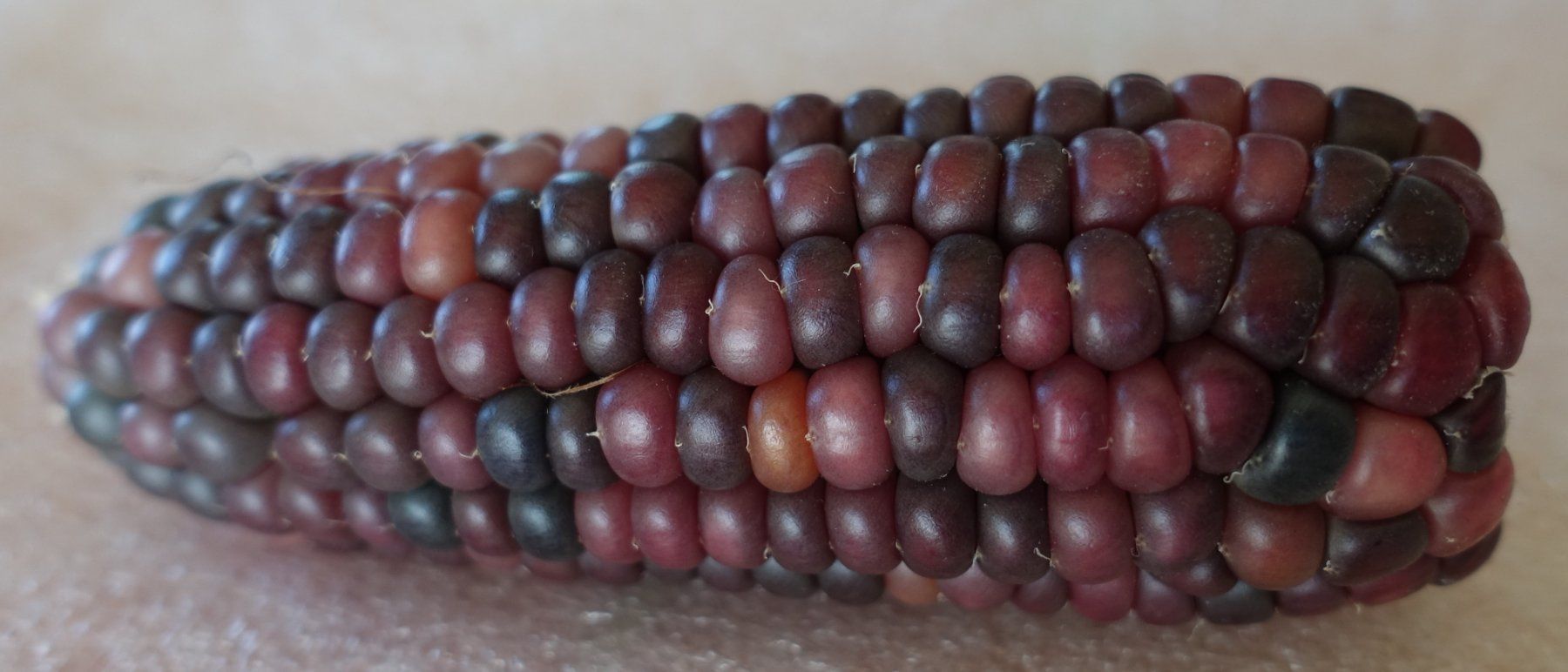 Piante & sementi: Samen Popcornmais rot 10 – Usato da Schwaderloch venduto da bademeister79 1