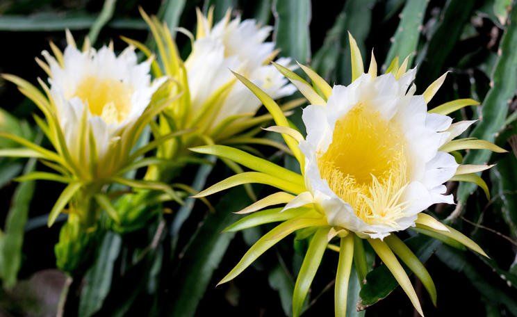 Pflanzen & Samen: Gelbe Drachenfrucht, Pitahaya - 30 Samen – Neu und originalverpackt aus Sumiswald von Cham14558 1