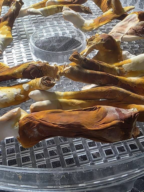 Materiale per modellare: Reishi ? Ganoderma lucidum (Lingzhi)  – Usato da Bavois venduto da red_r2tm