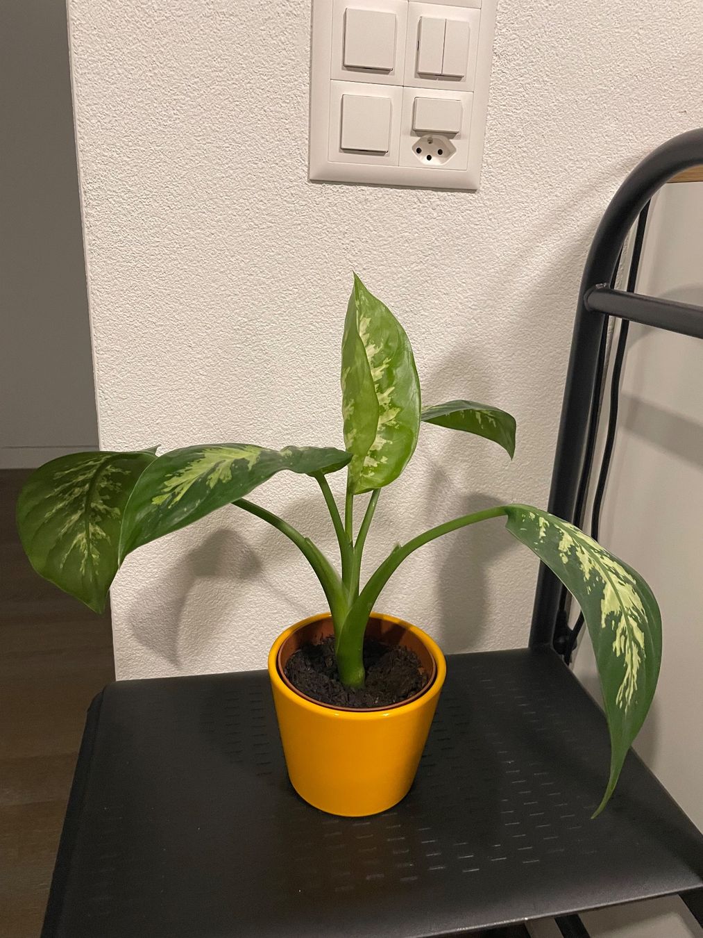 Piante & sementi: Dieffenbachia plant with nice ceramic pot – Usato da Uster venduto da momogarden 1