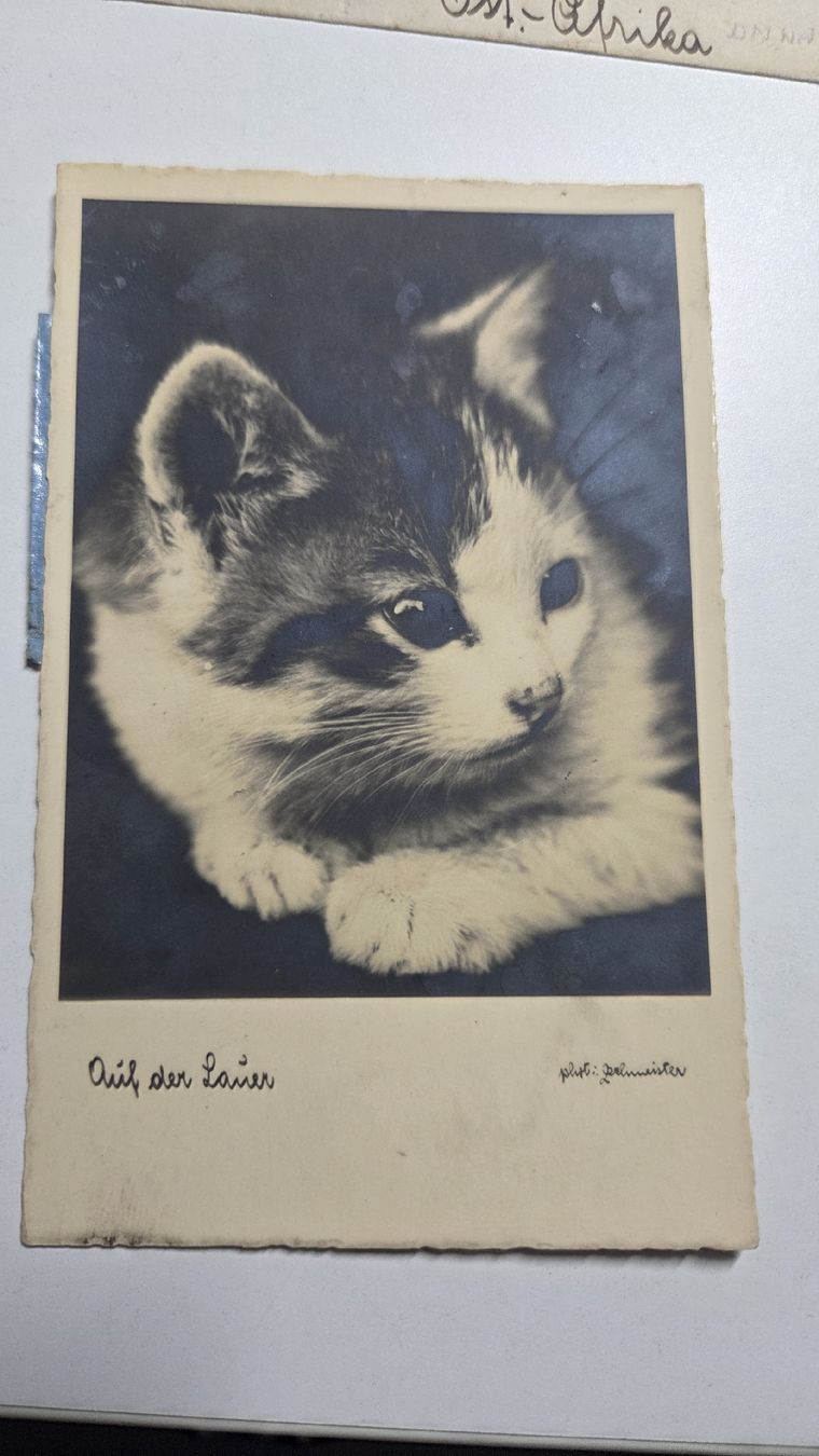 Tutti i francobolli: 1935 Ansichtskarte Katze nach Tonga Ost-Afrika – Usato da Arni AG venduto da Moth68 1
