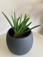 Aloe Vera Pflanze im schwarzen Topf guter Zustand