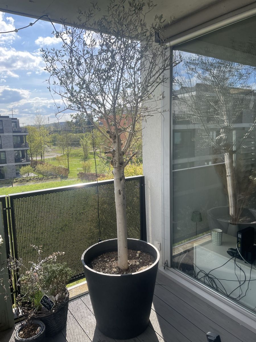 Piante & sementi: Olivenbaum mit Topf (Ecopots) / Höhe 2m45cm – Usato da Wiesendangen venduto da armandinho
