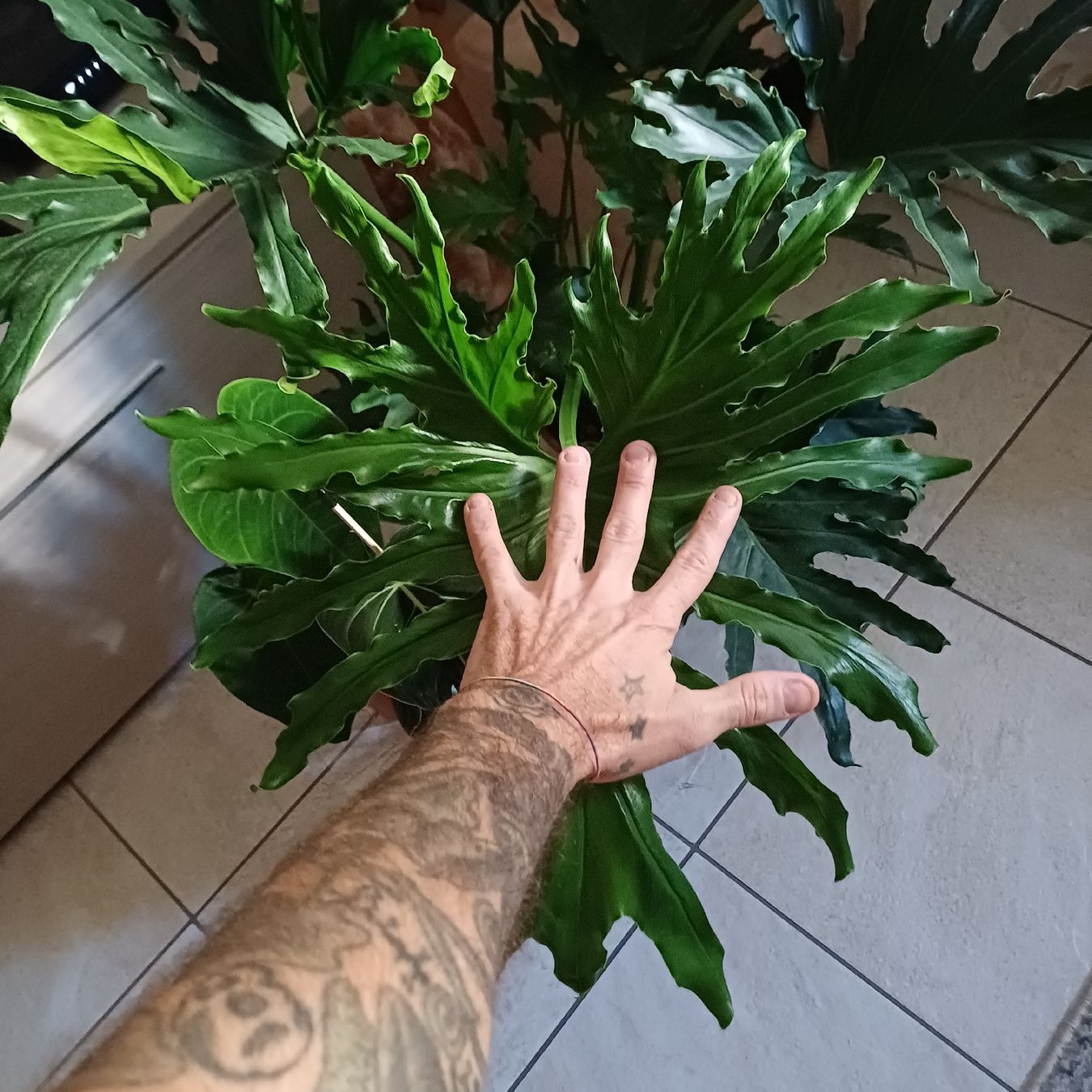 Pflanzen & Samen: philodendron lickety split – Gebraucht aus Paradiso von botanica.bruta 1