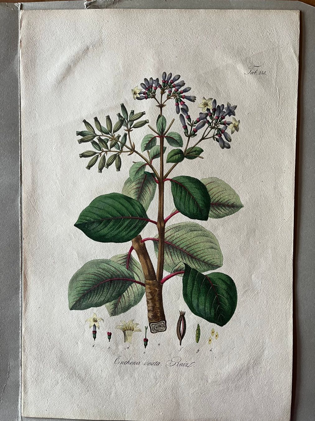 Poster & Bilder: Handzeichnungen Pflanzen/Blumen – Neu (gemäss Beschreibung) aus Rengg von ecilainruh