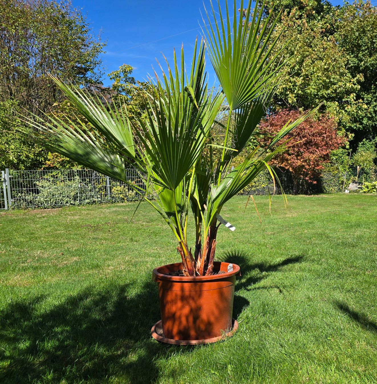 Pflanzen & Samen: Washington robusta Palme – Gebraucht aus Aarburg von popkorn65 3
