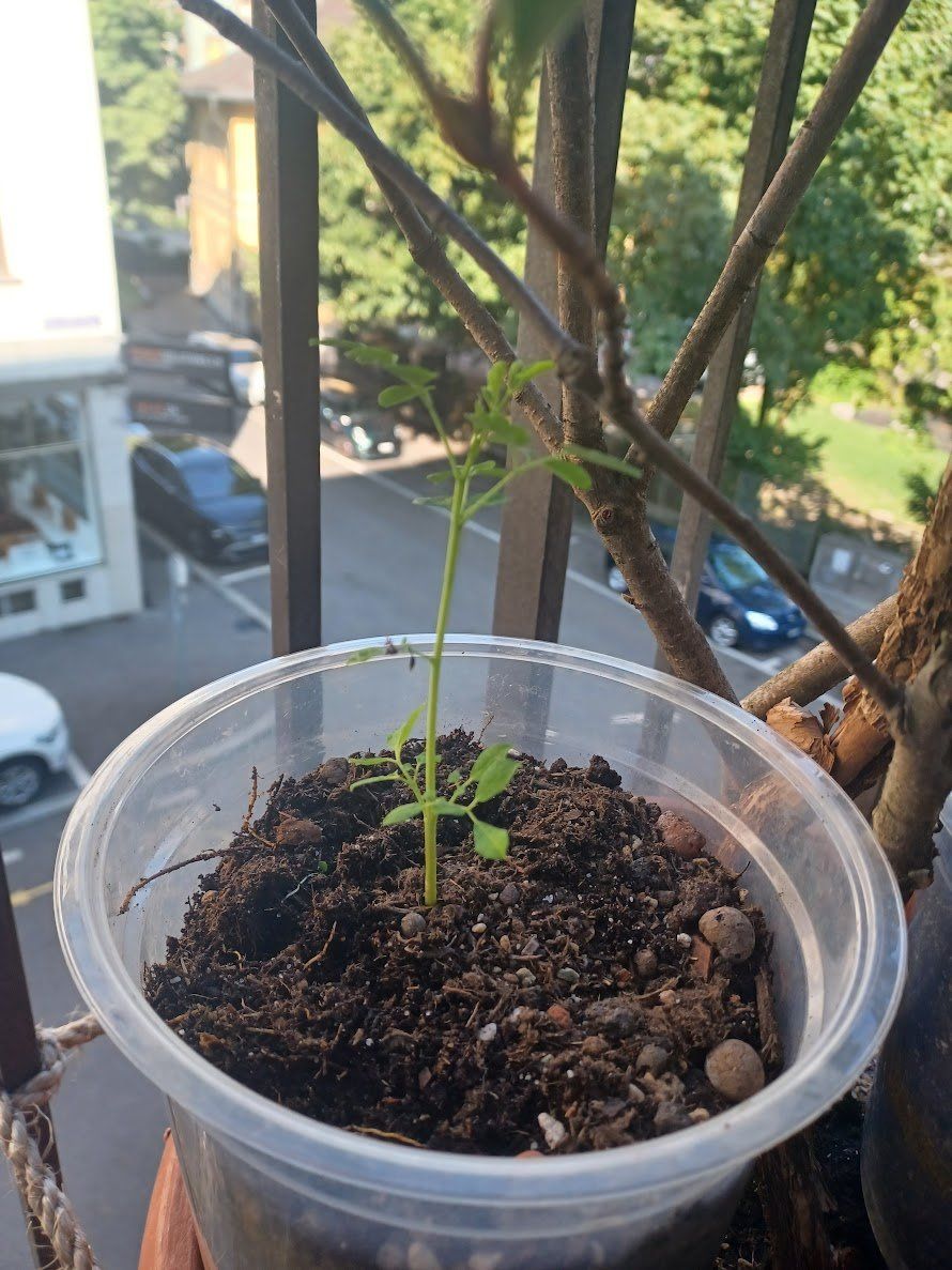 Plantes & graines: Moringa oleifera Baum - Exklusive in der Schweiz – Neuf avec emballage d'origine à Luzern par ivo_schild 1