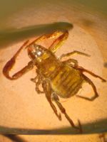Pseudoskorpion Skorpion Bernstein Burma 100 Mio Jahren selte