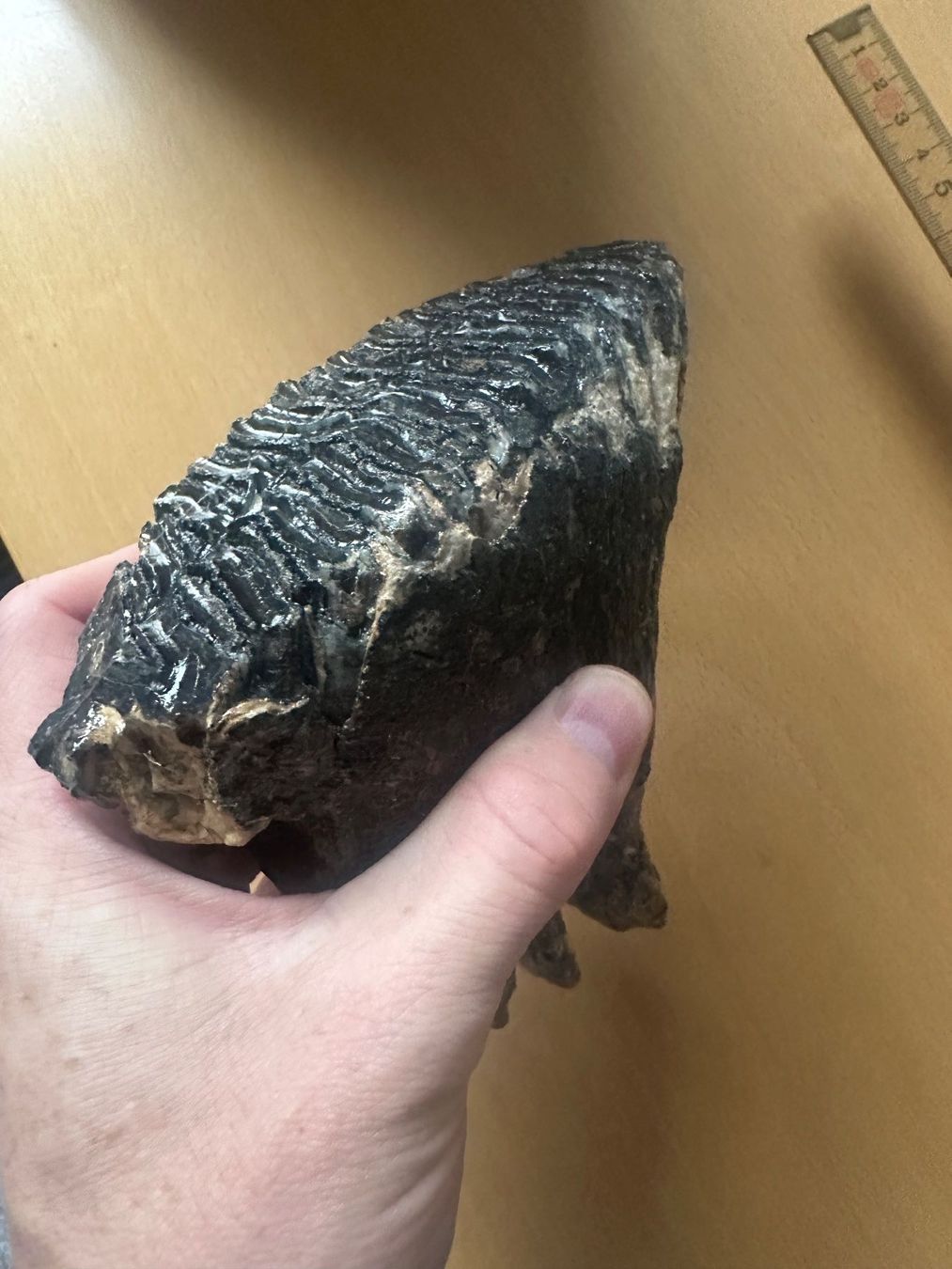 Fossili: Mammutzahn – Usato da Bussnang venduto da Tatzfatz 6