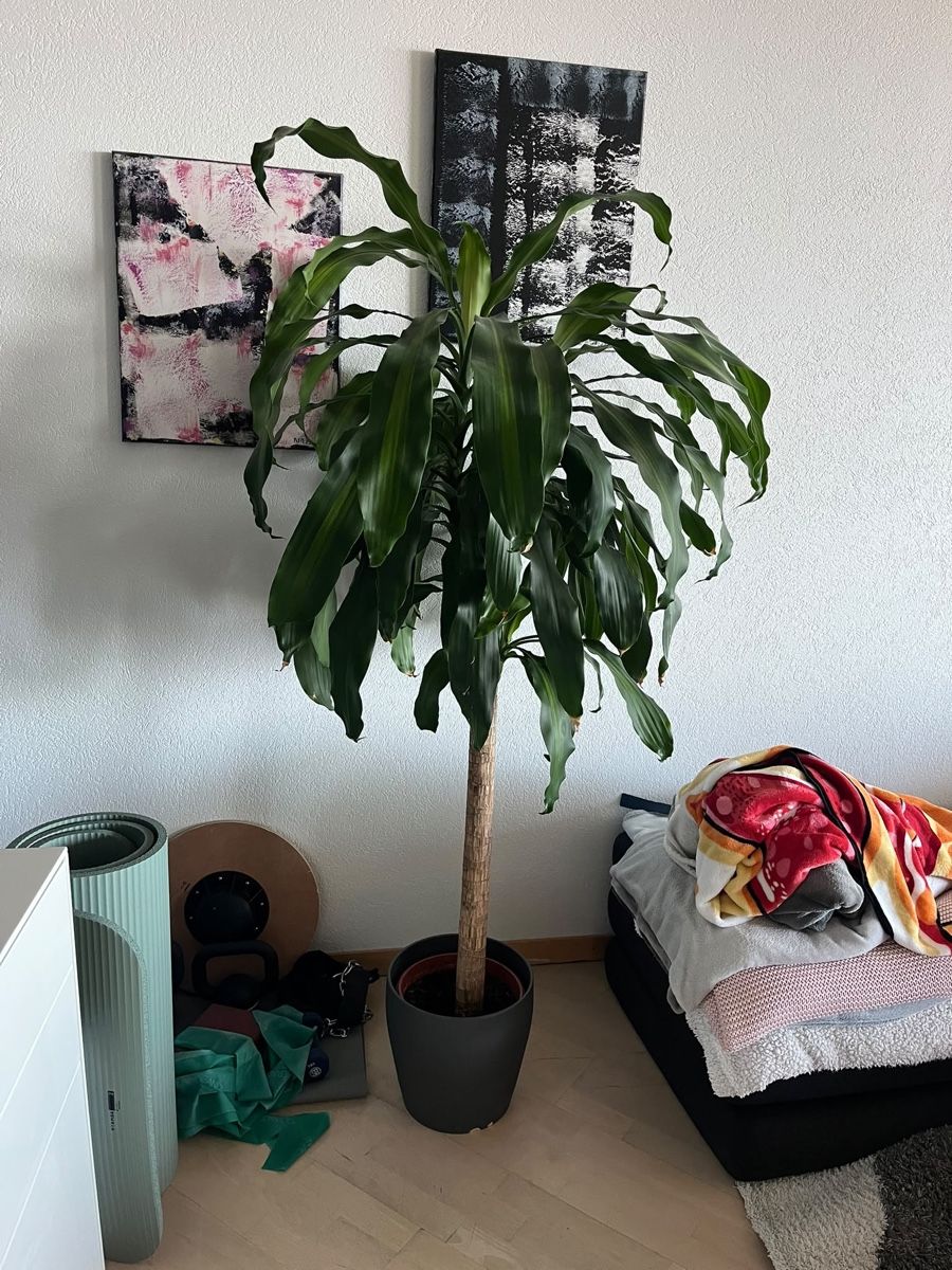 Pflanzen & Samen: Plante à venir chercher  – Gebraucht aus Pully von ari_78pk