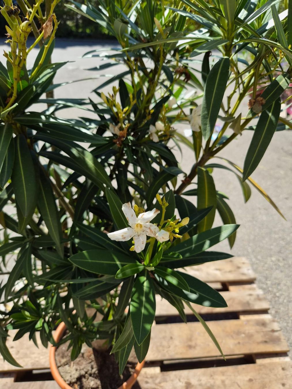 Piante & sementi: Nerium Oleander – weiss, einfach blühend – Usato da Forch venduto da WeberC 1