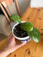 Wunderschöne Hoya Deykei Jungpflanze für dein Zuhause! Nr.2