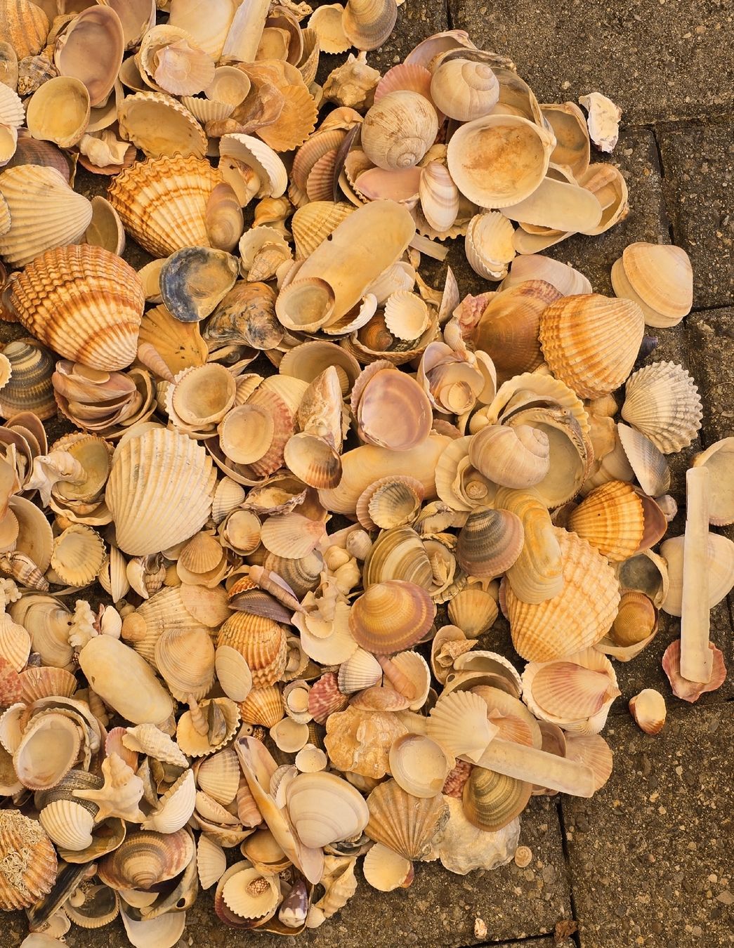 Alle Dekorationen: 3,3 Kg. Original Muscheln – Gebraucht aus Walkringen von Vanuca 5