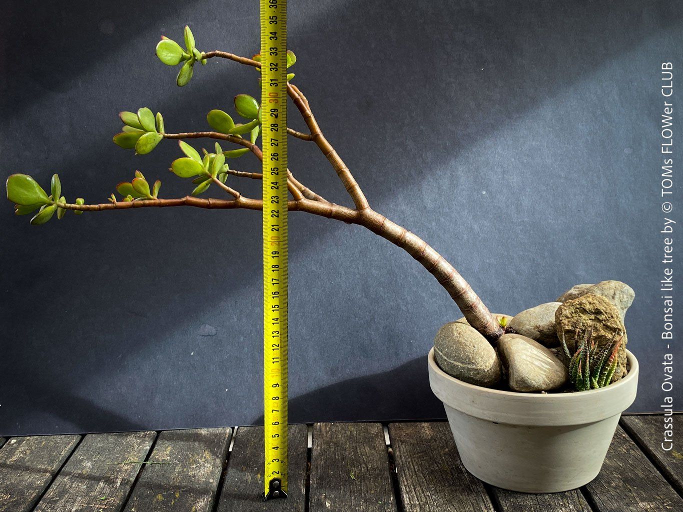 Piante & sementi: Crassula Ovata – Bonsai - Geldbaum – Usato da Adliswil venduto da TAKEYOURPLANT 6
