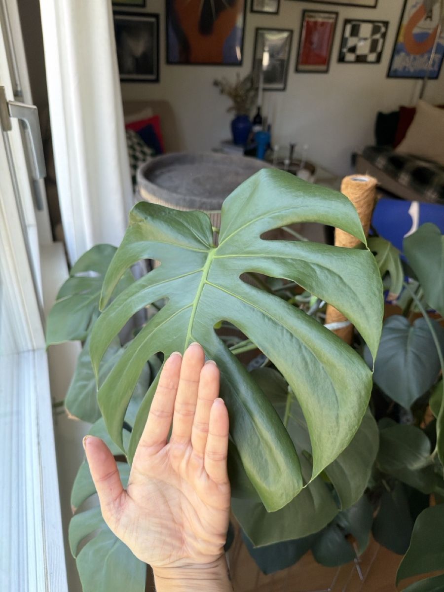 Piante & sementi: Monstera Deliciosa Pflanze gross – Usato da Adlikon b. Regensdorf venduto da JennyWeber01 2