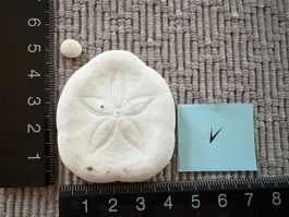 2 Sand Dollar Muscheln