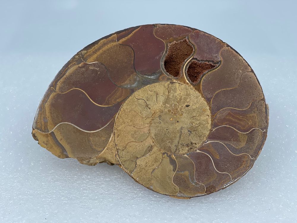 Artery8 Geburtstagskarte 'Ammonit Schale' – Fossil Regenbogen Muster, 17,5x12,5 Cm, Blanko