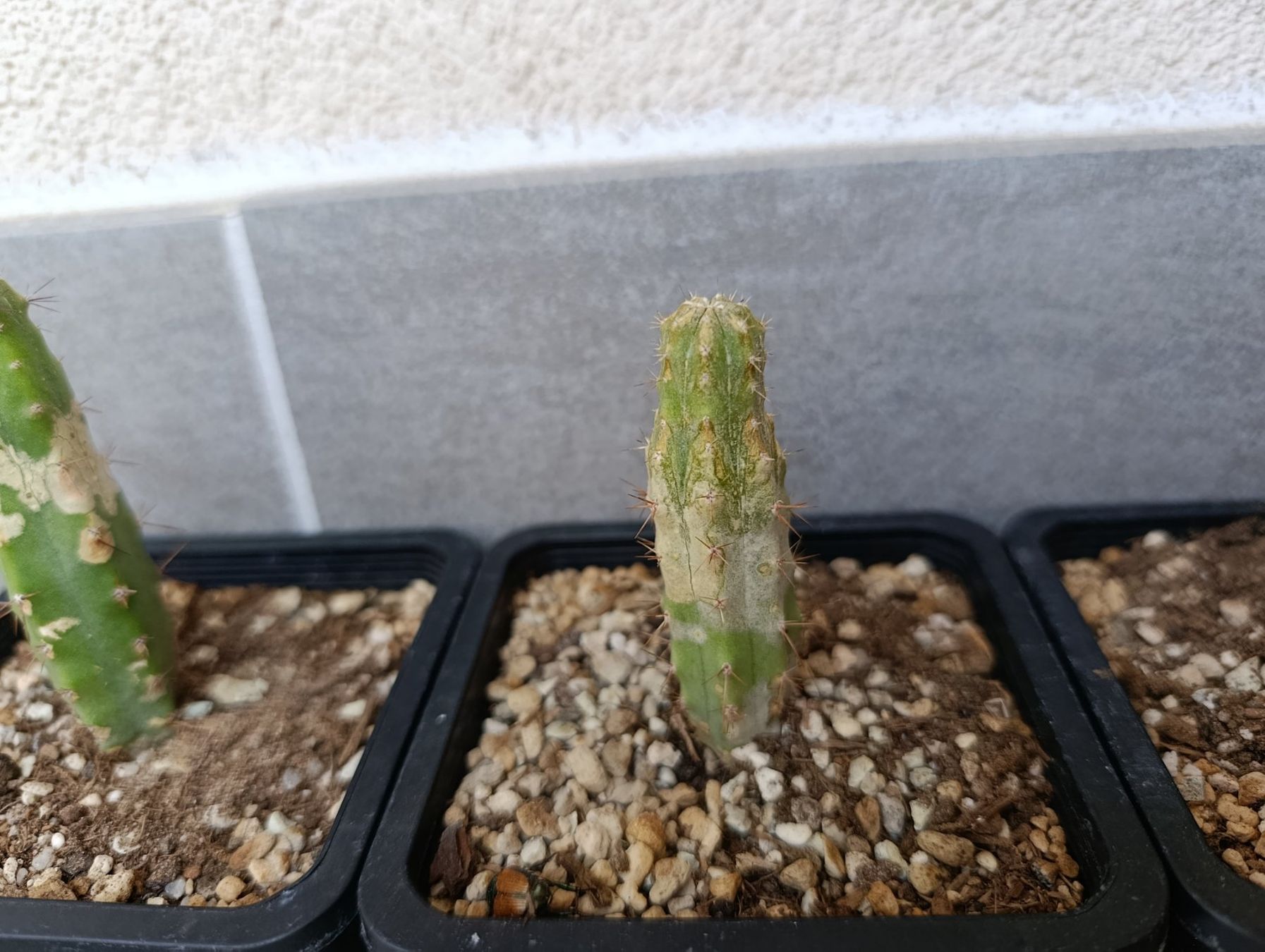 Plantes & graines: 3 junge Kakteen – D'occasion à Chiasso par Kaktus9 2