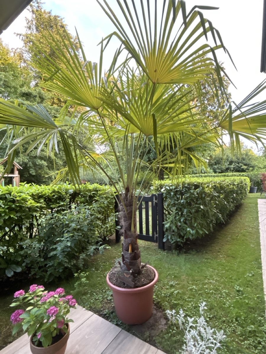 Pflanzen & Samen: Palme  – Gebraucht aus Uetikon am See von barceloneta