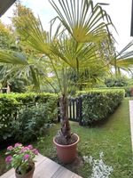 Palme 
