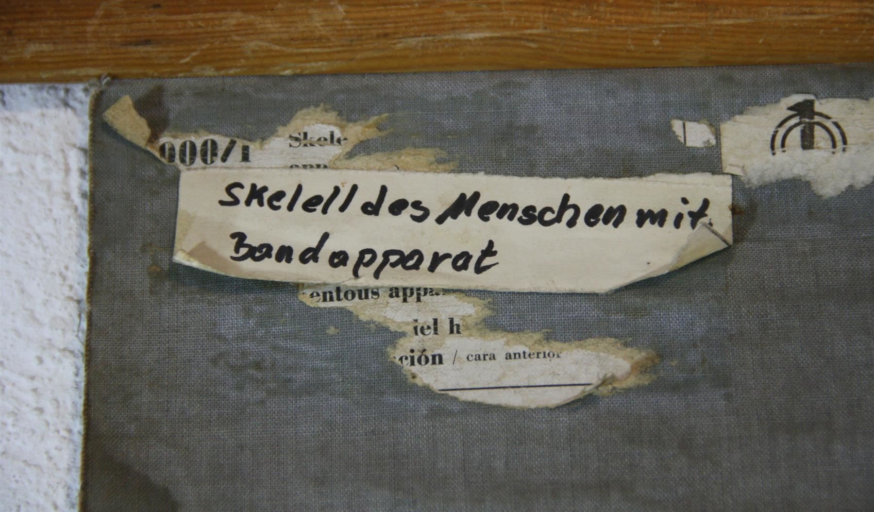 Foto & Immagini: Schulwandbild "Skelett" 184  cm x 89 cm – Usato da Birrwil venduto da brandschatz_birrwil 8