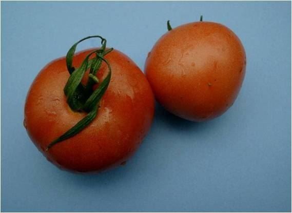 Piante & sementi: Tomate italienische normale - Setzling! – Nuovo (secondo la descrizione) da Steffisburg venduto da Calceolaria