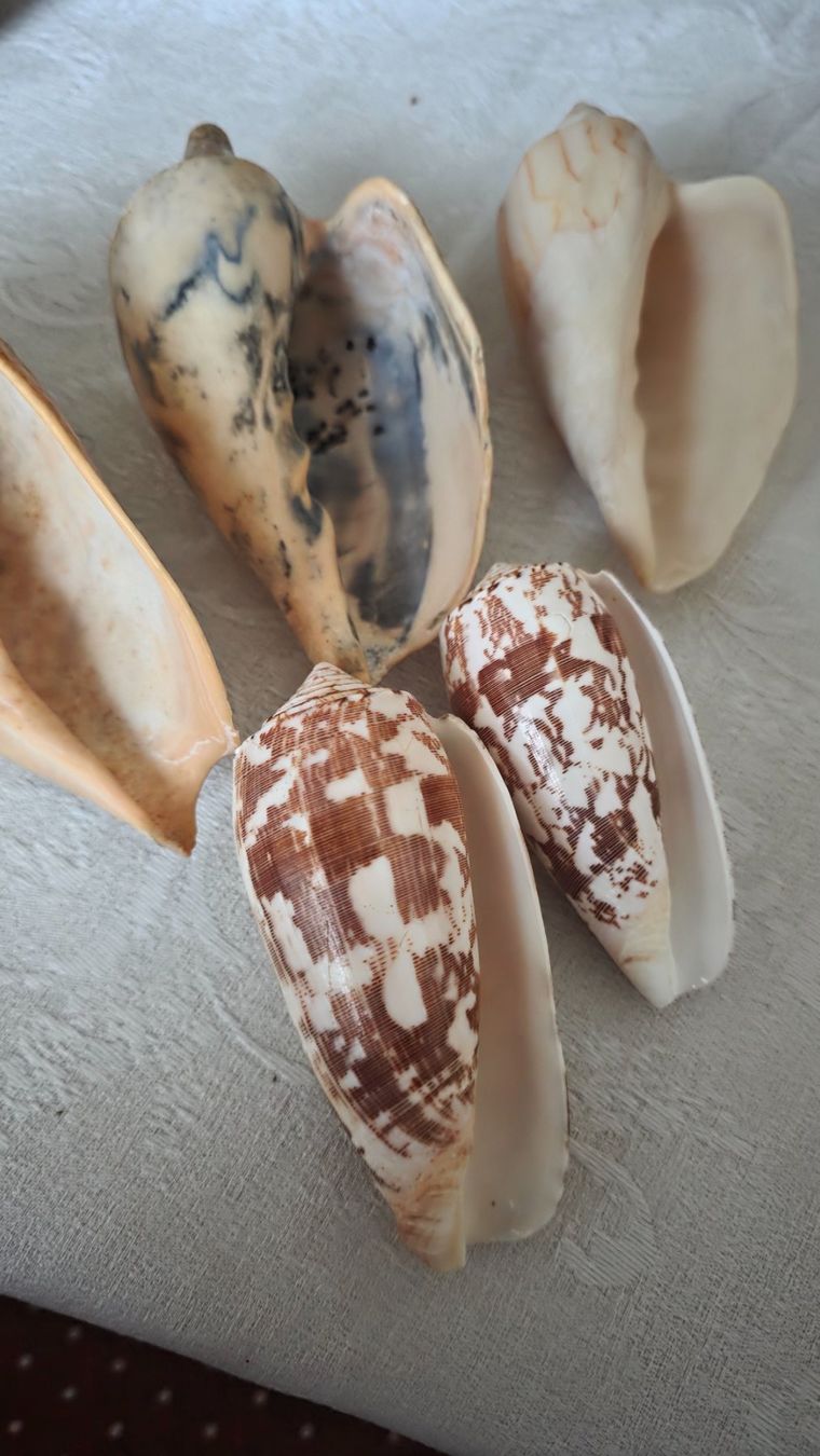 Fossili: Muscheln – Usato da Wittenbach venduto da rose_rosi 2