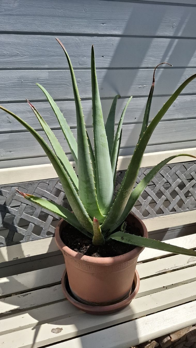 Piante & sementi: Grosse Aloe Vera Pflanze Topf  – Usato da Emmen venduto da Tigerlady 4