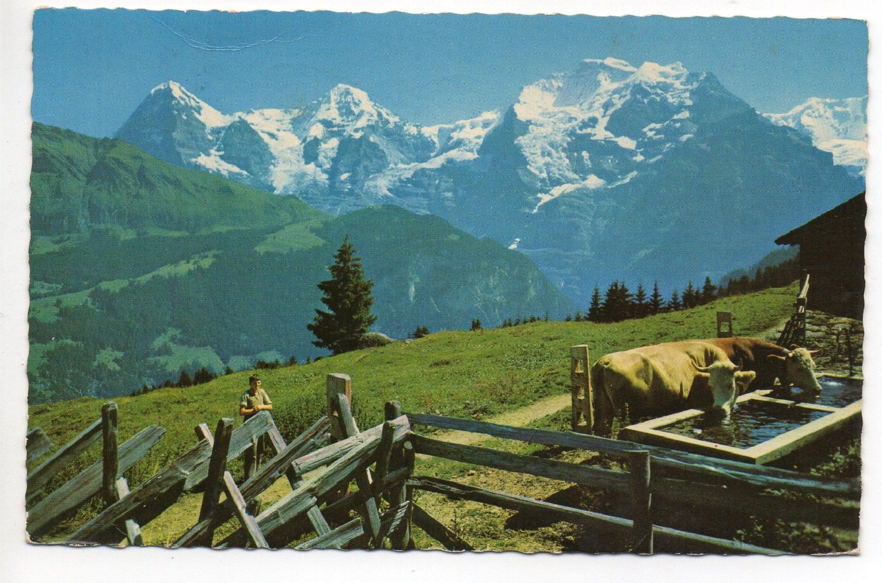 Ansichtskarten: WENGEN Kühe auf der Alp - Eiger, Mönch, Jungfrau – Gebraucht aus Jona von philajona