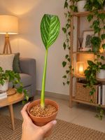 Zimmerpflanze Aglaonema gestreift 🌿✨