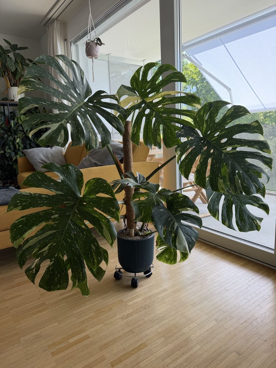 Monstera Thai Constellation ca.120cm hoch (Neu (gemss Beschreibung)) in  LUZERN fr CHF 250  nur Abholung auf Ricardo kaufen