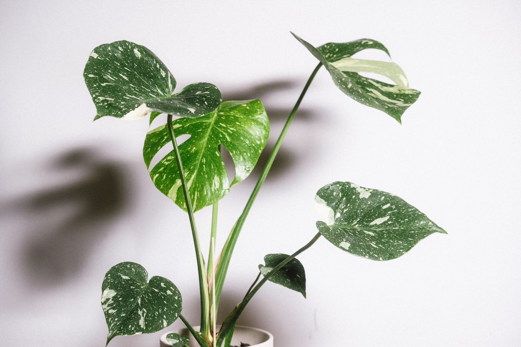 Piante & sementi: Monstera Variegata, Hydrokultur 60cm – Nuovo (secondo la descrizione) da Ehrendingen venduto da Simon_Cu_ 1
