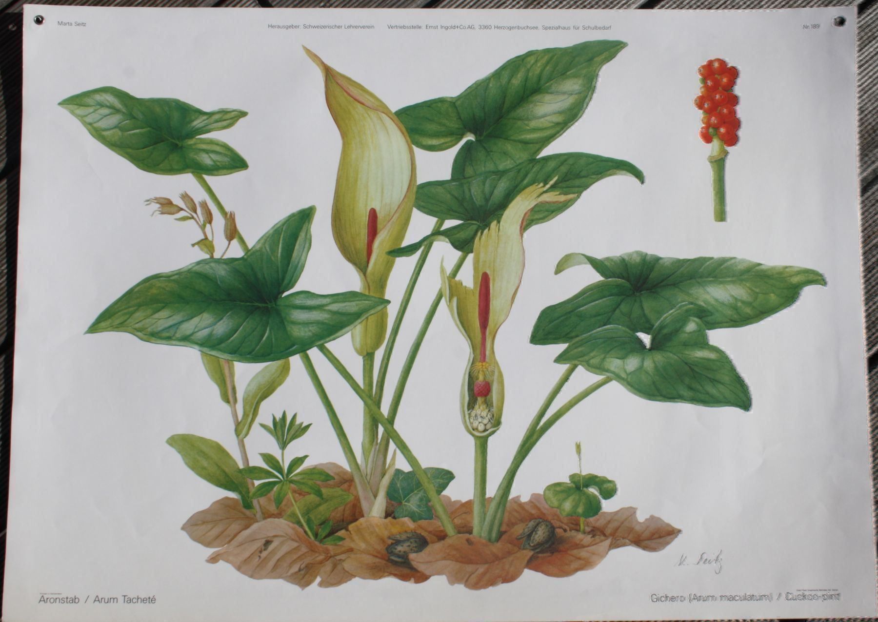 Cartoline postali: Schulwandkarten Plakate – Usato da Biel-Benken BL venduto da AngiSchaefer 6