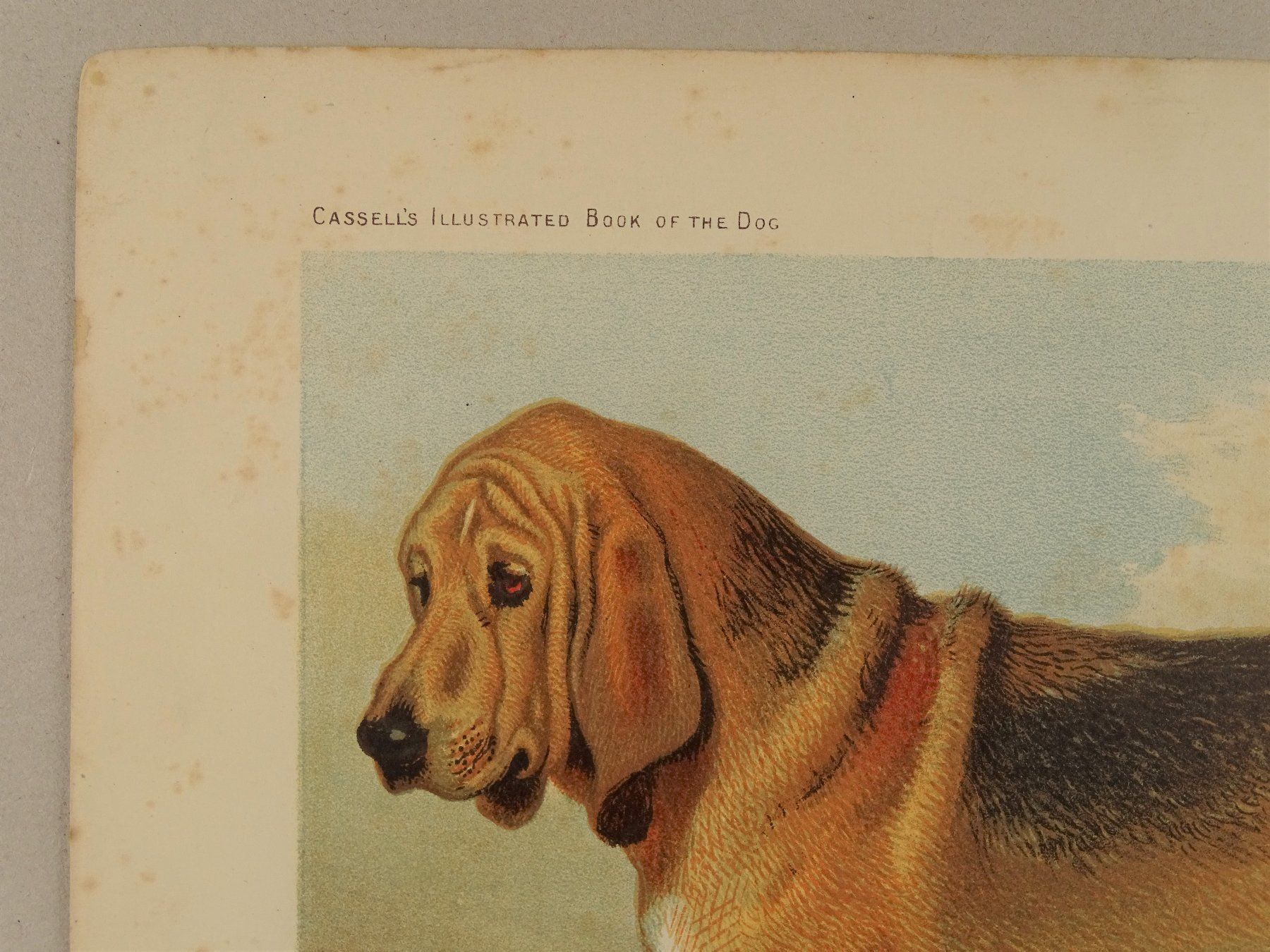 Incisioni: BLOODHOUND, BLUTHUND, FARBLITHOGRAPHIE 1881 – Usato da Grüningen venduto da Kartensammler 4