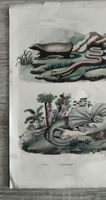 Illustration animaux anciens occasion