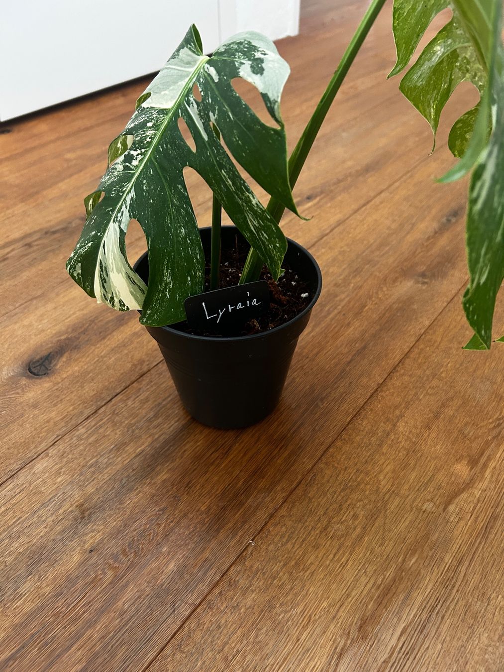 Piante & sementi: Monstera variegata💚 – Usato da Wattwil venduto da Mikesplantshop 3