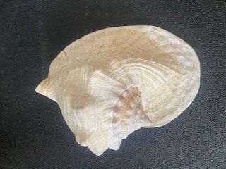 Tutte le decorazioni: Muschel – Usato da Birsfelden venduto da edw_2mjn