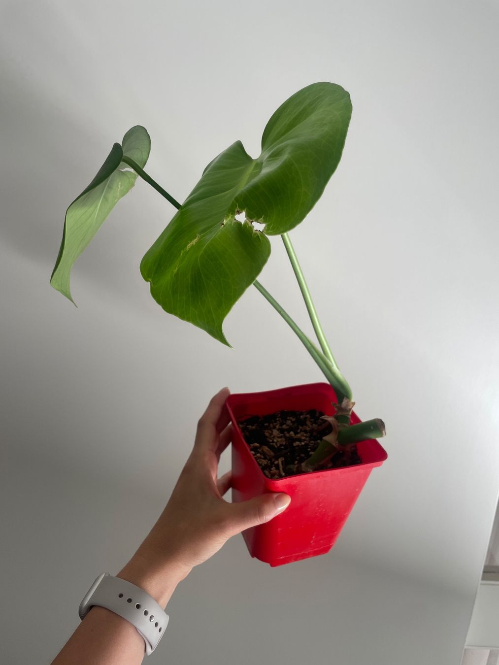 Pflanzen & Samen: Baby monstera – Gebraucht aus Bern von adr_62mn 2