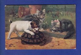 CHAT - CHIEN et TORTUE