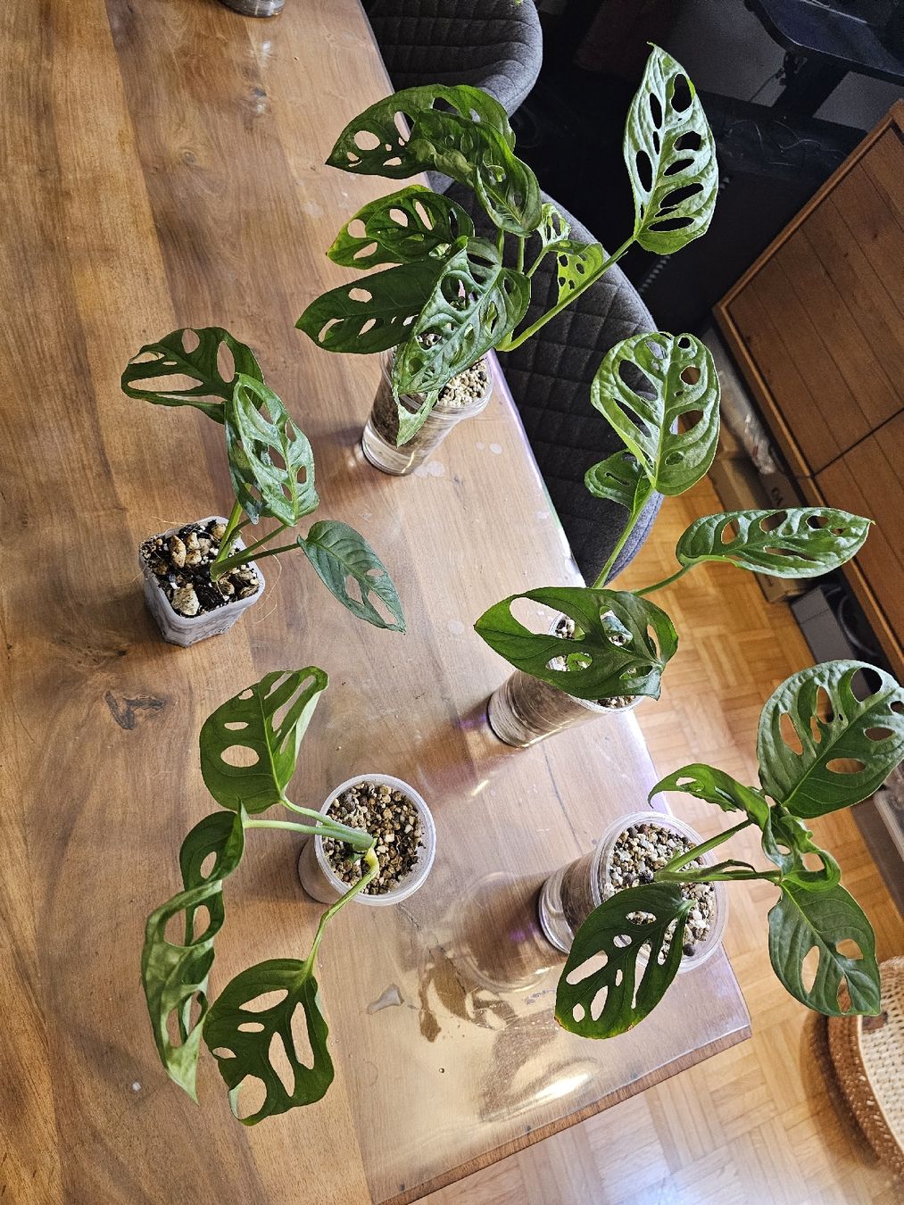 Piante & sementi: Monstera Adansonii Jungpflanze – Nuovo (secondo la descrizione) da Utzenstorf venduto da Dac_mk 2