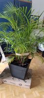 Zimmerpalme Areca mit Topf gut erhalten