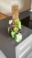 🌿 Philodendron White Princess – inkl. Übertopf & Moosrankhi